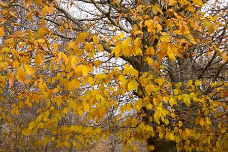 autumn is the best time to take photo. there are thousands of yellow leafs under perfect lightの写真素材