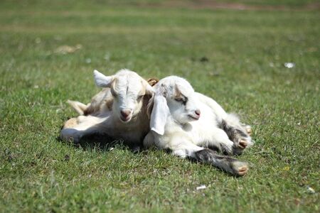 Cute and small baby goats are playing and standing to each other. They are brothers and happy to leave on grassの写真素材