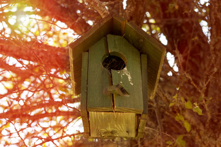 small bird house on a tree. It was produced from wooden parts. there are some birds inside it in to...