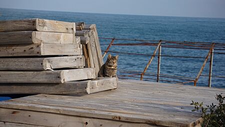 Cat on the Boardwalkの写真素材