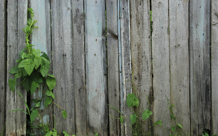 old palisadeの写真素材