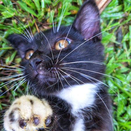 Black white cat landing on grass. Close - up.の写真素材