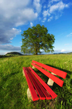 red seat bench on green spring meadow with a huge tree in backgroundの写真素材