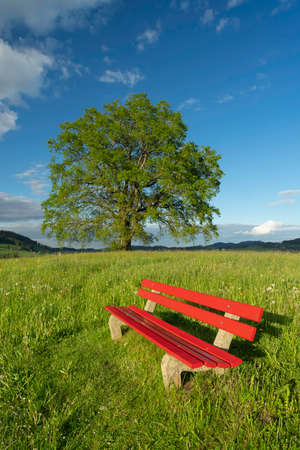 red seat bench on green spring meadow with a huge tree in backgroundの写真素材