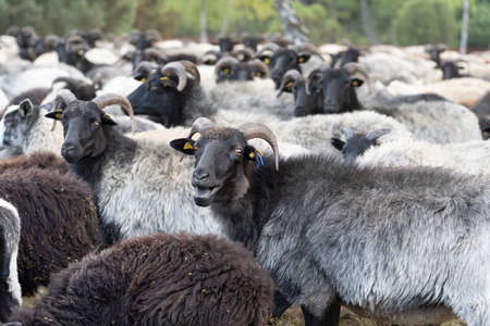Herd of Heidschnucken, the typical breed of sheep in the Luneburg Heather in Niedersachsen, Germanyの写真素材