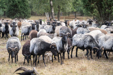 Herd of Heidschnucken, the typical breed of sheep in the Luneburg Heather in Niedersachsen, Germanyの写真素材