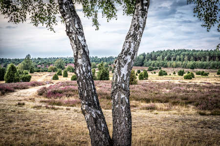 landscape with blooming erica and juniper bushes in the Luneburg heather near Wilsede Mountain, Niedersachsen, Germany, landscapeの写真素材