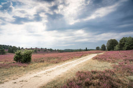 landscape with blooming erica and juniper bushes in the Luneburg heather near Wilsede Mountain, Niedersachsen, Germany, landscapeの写真素材