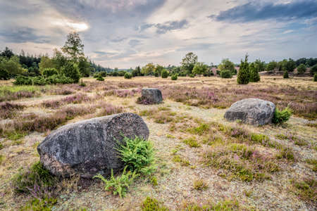 awesome landscape in warm sunset light over Luneburg heather Lower Saxonia, Germanyの写真素材