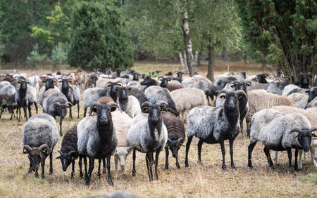 Herd of Heidschnucken, the typical breed of sheep in the Luneburg Heather in Niedersachsen, Germanyの写真素材
