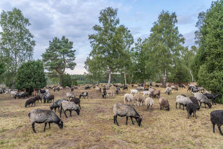 Herd of Heidschnucken, the typical breed of sheep in the Luneburg Heather in Niedersachsen, Germanyの写真素材