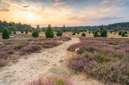 awesome landscape in warm sunset light over Luneburg heather Lower Saxonia, Germanyの写真素材