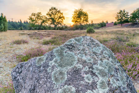 awesome landscape in warm sunset light over Luneburg heather Lower Saxonia, Germanyの写真素材