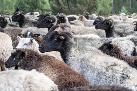 Herd of Heidschnucken, the typical breed of sheep in the Luneburg Heather in Niedersachsen, Germanyの写真素材