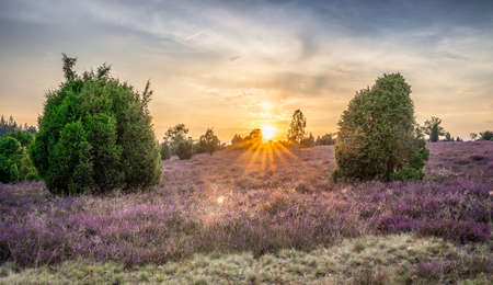 awesome landscape in warm sunset light over Luneburg heather Lower Saxonia, Germanyの写真素材