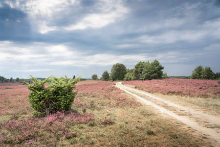 landscape with blooming erica and juniper bushes in the Luneburg heather near Wilsede Mountain, Niedersachsen, Germany, landscapeの写真素材