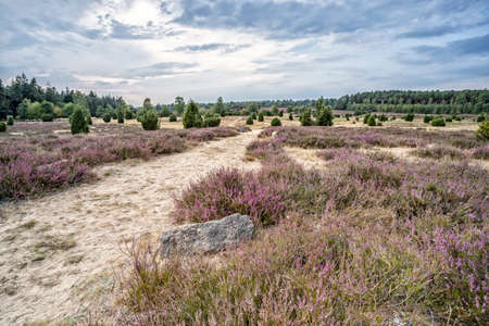 landscape with blooming erica and juniper bushes in the Luneburg heather near Wilsede Mountain, Niedersachsen, Germany, landscapeの写真素材