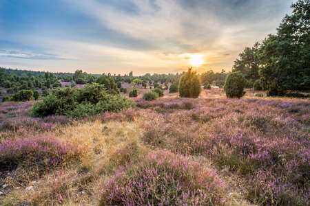 awesome landscape in warm sunset light over Luneburg heather Lower Saxonia, Germanyの写真素材