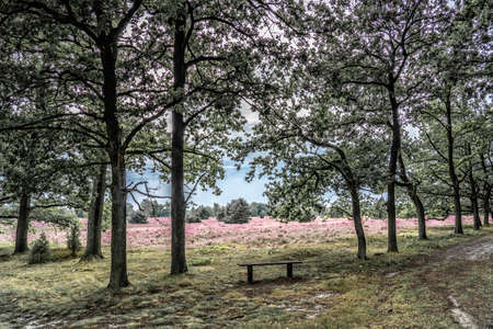 landscape with blooming erica and juniper bushes in the Luneburg heather near Wilsede Mountain, Niedersachsen, Germany, landscapeの写真素材