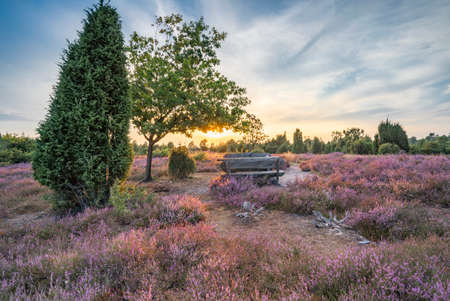 awesome landscape in warm sunset light over Luneburg heather Lower Saxonia, Germanyの写真素材