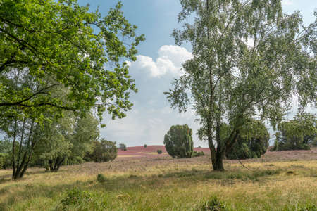 landscape with blooming erica and juniper bushes in the Luneburg heather near Wilsede Mountain, Niedersachsen, Germany, landscapeの写真素材