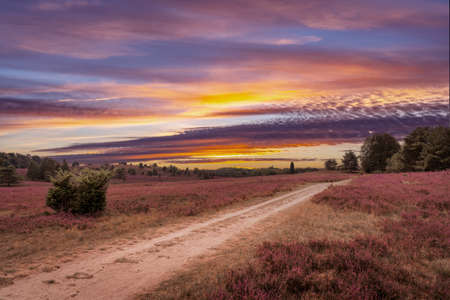 awesome landscape in warm sunset light over Luneburg heather Lower Saxonia, Germanyの写真素材