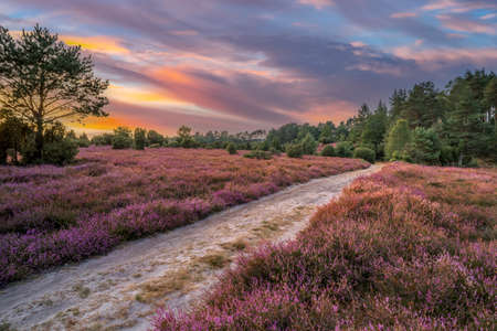 awesome landscape in warm sunset light over Luneburg heather Lower Saxonia, Germanyの写真素材