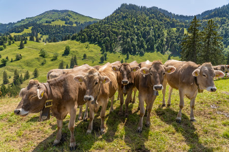 curious pack of calfs on mountain pasture in the Allgau Alps, Bavaria, Germanyの写真素材