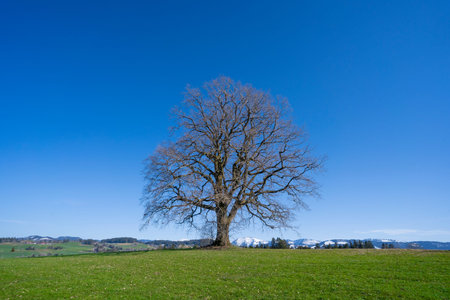huge old tree with snow covered Mount Hochgrat in background, in the Allgaeu Area, a part of the...