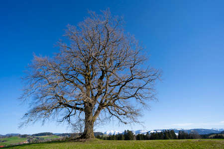 huge old tree with snow covered Mount Hochgrat in background, in the Allgaeu Area, a part of the bavarian alps, Germanyの写真素材