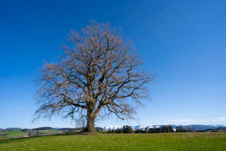 huge old tree with snow covered Mount Hochgrat in background, in the Allgaeu Area, a part of the bavarian alps, Germanyの写真素材