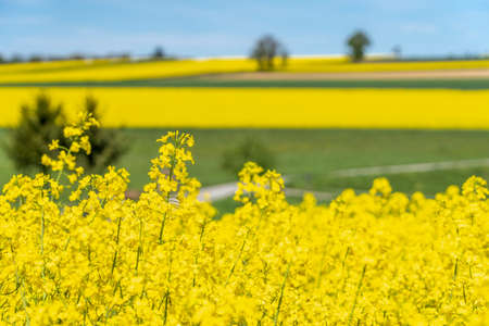rapeseed fields in full blossomの写真素材