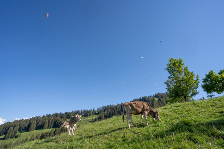 Immenstadt, Bavaria, Germany - 06-02-2020, Paragliders competition in the blue sky of the Allgau alps at Mittag summit in Immenstadtのeditorial素材