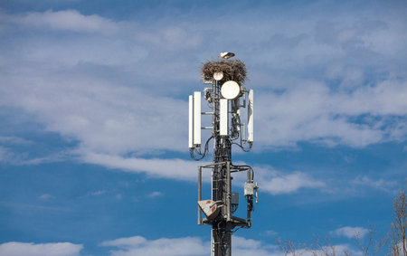 white stork, Ciconia ciconia, nesting on a cell tower, ignoring the danger of radiation