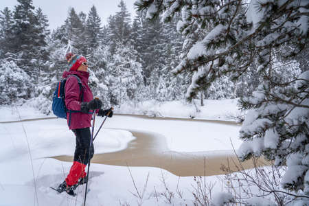 nice senior woman snowshoing in heavy snow fall in a winterly forest and moor landscape in the Bergenzer Wald area of Vorarlberg, Austriaの写真素材