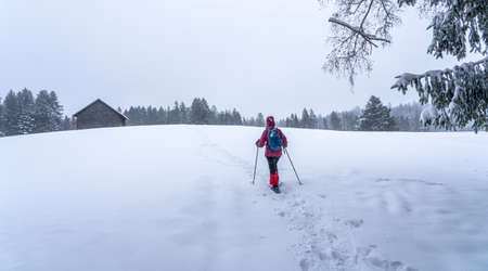 nice senior woman snowshoing in heavy snow fall in a winterly forest and moor landscape in the Bergenzer Wald area of Vorarlberg, Austriaの写真素材