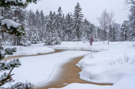 nice senior woman snowshoing in heavy snow fall in a winterly forest and moor landscape in the Bergenzer Wald area of Vorarlberg, Austriaの写真素材