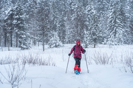 nice senior woman snowshoing in heavy snow fall in a winterly forest and moor landscape in the Bergenzer Wald area of Vorarlberg, Austriaの写真素材