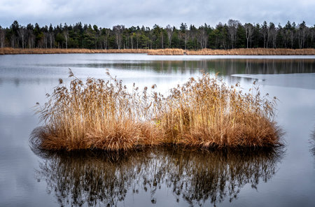 Landscape in November mood in the post glacial high moor of the Wurzacher Ried in the Allgau area, Baden-Wuerttemberg, Germanyの写真素材