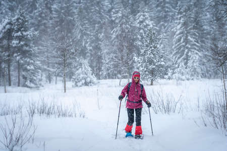 nice senior woman snowshoing in heavy snow fall in a winterly forest and moor landscape in the Bergenzer Wald area of Vorarlberg, Austriaの写真素材