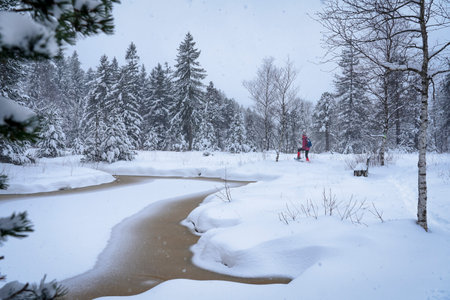 nice senior woman snowshoing in heavy snow fall in a winterly forest and moor landscape in the Bergenzer Wald area of Vorarlberg, Austriaの写真素材