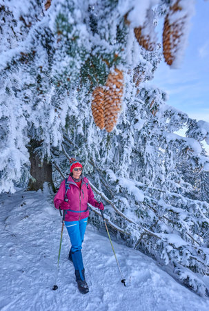Young woman hiking in winter forest. Hiking in Carpathian mountains.の写真素材