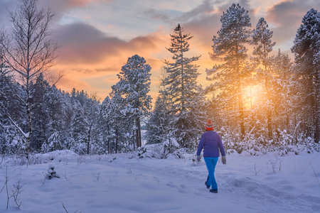 A man walks through the snow-covered pine forest at sunset.の写真素材