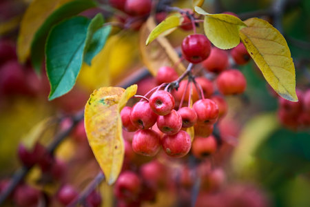Crabapple or Euonymus europaeus is a genus of about 30 species of small deciduous apple trees or shrubs in the family Rosaceaeの写真素材