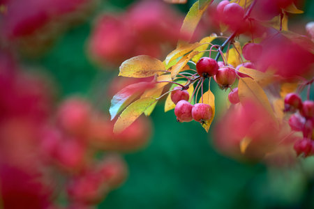Crabapple or Malus is a genus of about 30â55 species of small deciduous apple trees or shrubs in the family Rosaceaeの写真素材