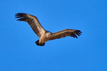 Griffon Vulture (Gyps fulvus) in flight flying Griffon vulture in the Montfrague National Park, Extremadura, Spainの写真素材