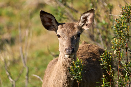 Young deer in the wild, close-up of head and neckの写真素材