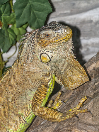 lizardの写真素材