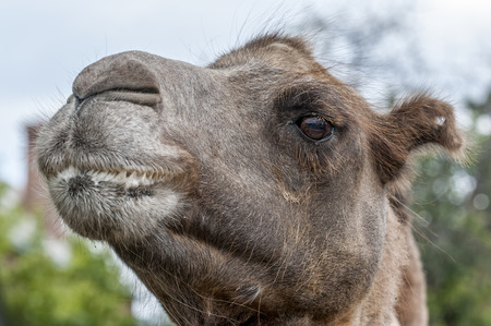 camelの写真素材
