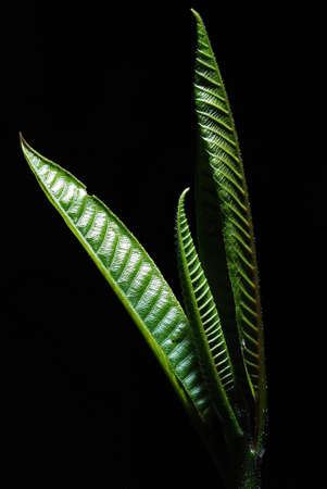 Light and treetop.の写真素材